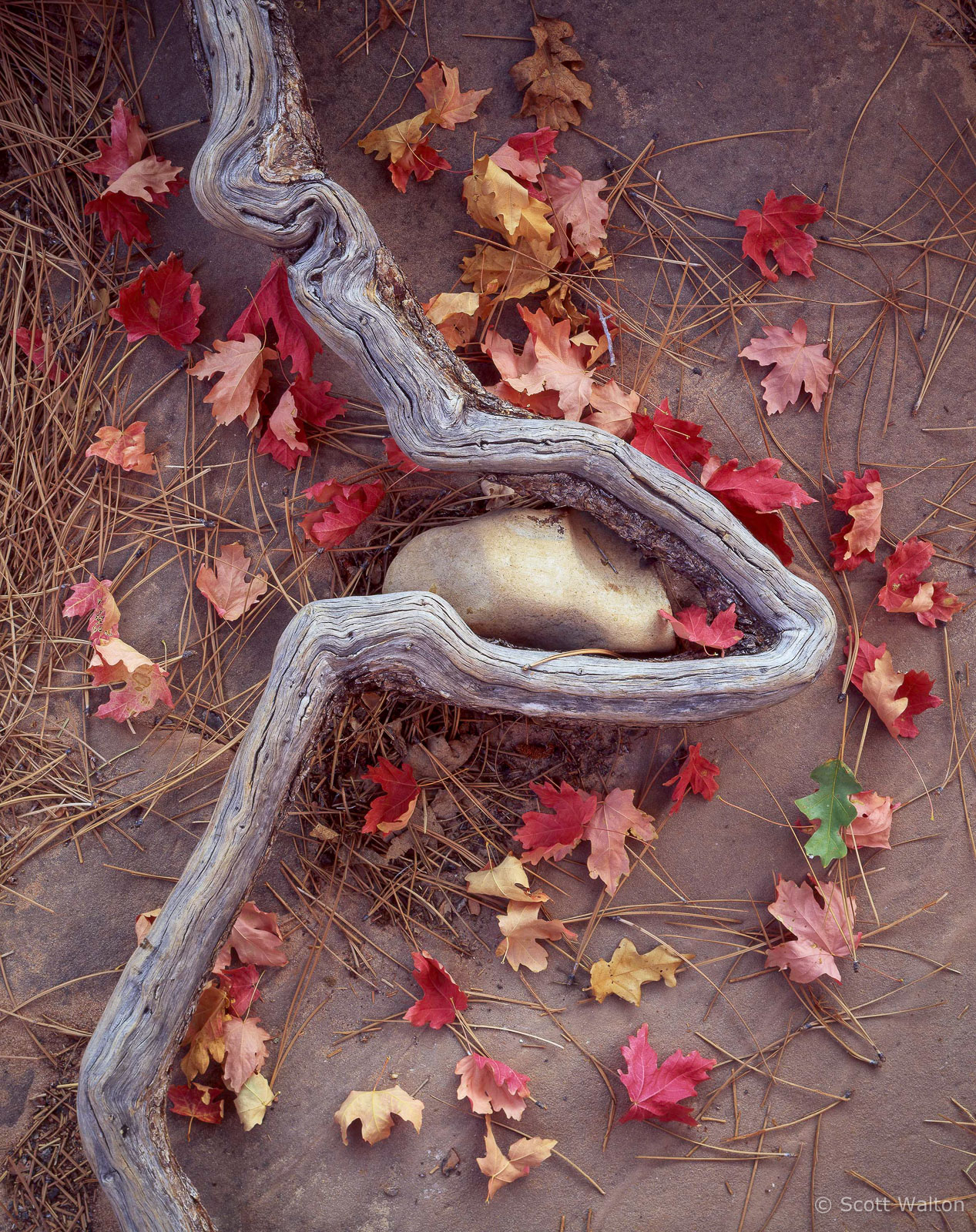 ZionWashPetroglyphCynCurvedRootRock-homescan-Velvia.jpg