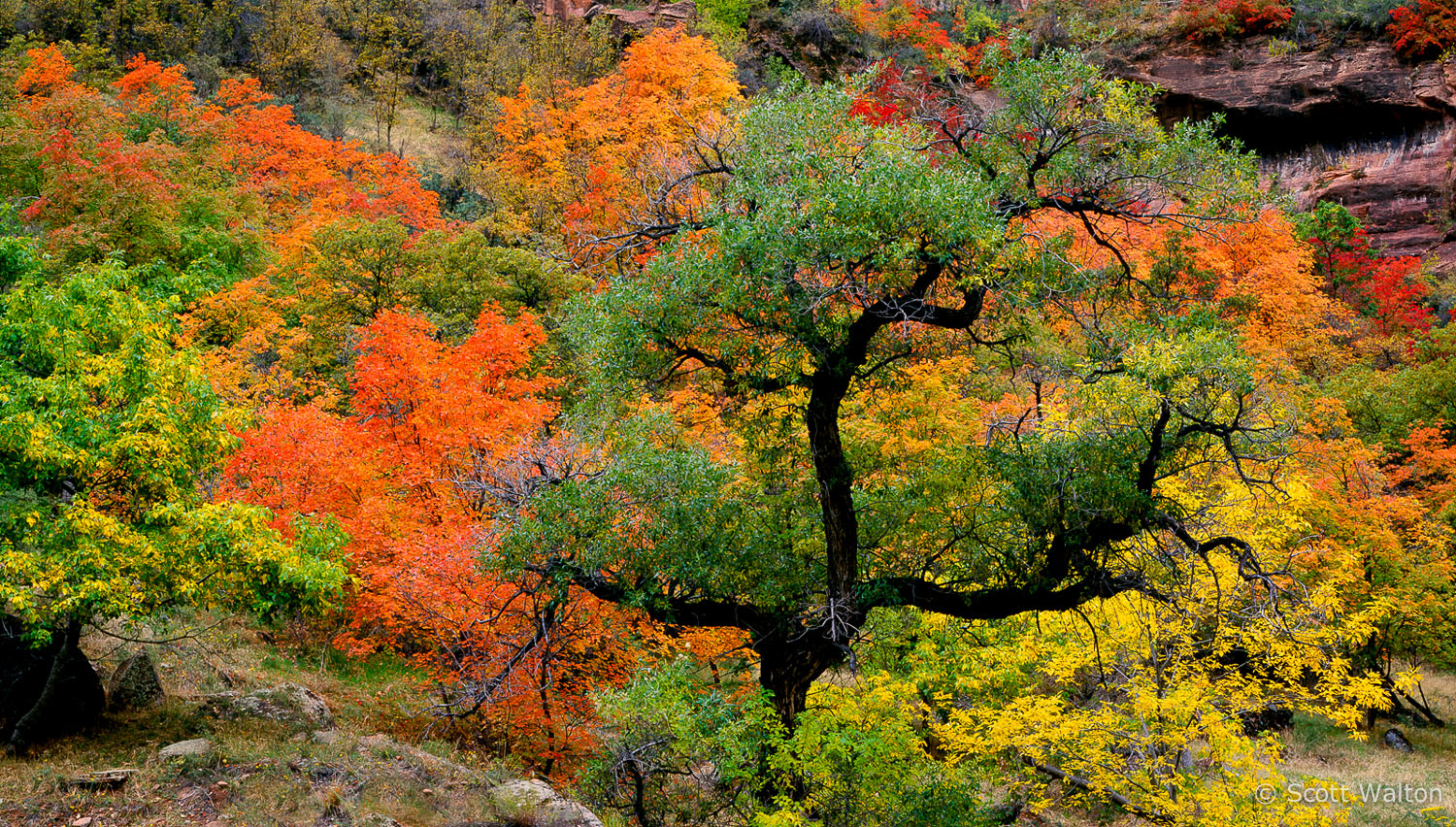 autumn-color-pano-zion-national-park-utah.jpg
