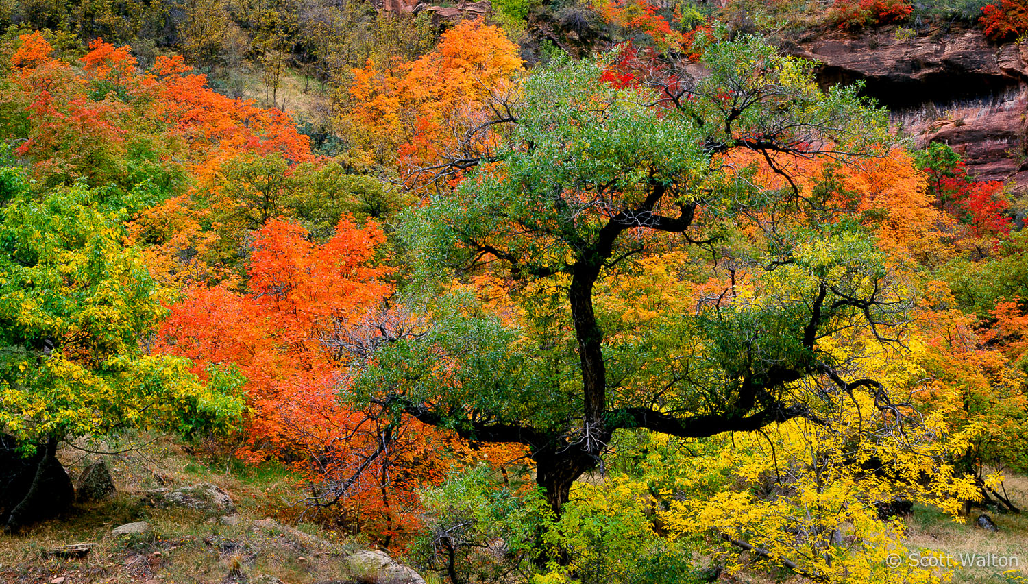 autumn-color-pano-zion-national-park-utah.jpg