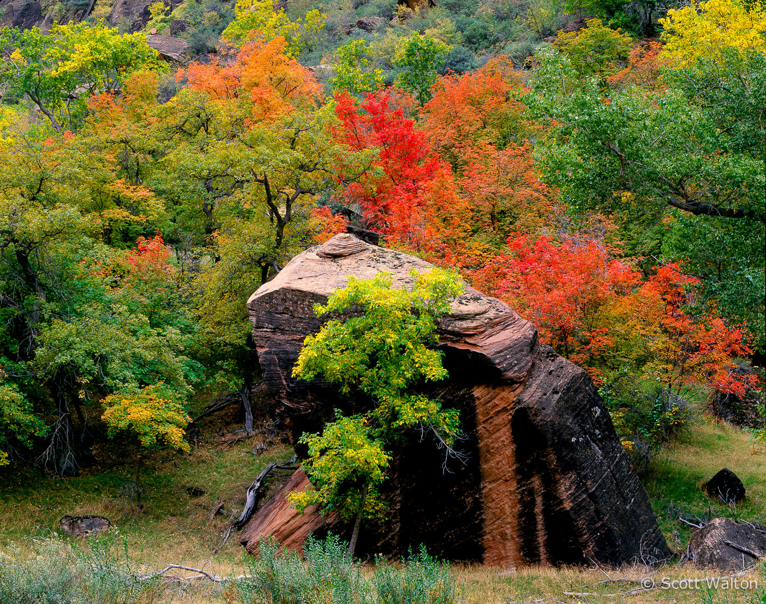 autumn-color-rock-zion-national-park-utah.jpg