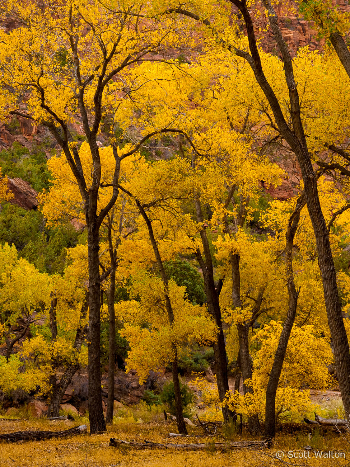 autumn-color2-forest-zion-national-park-utah.jpg
