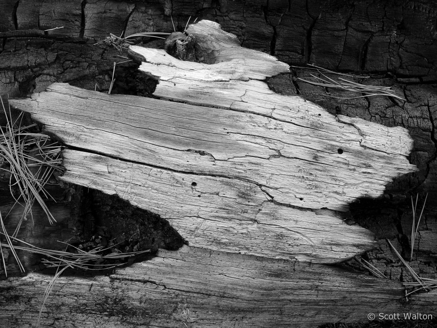 burned-log-wildcat-canyon-trail-zion-national-park-utah.jpg