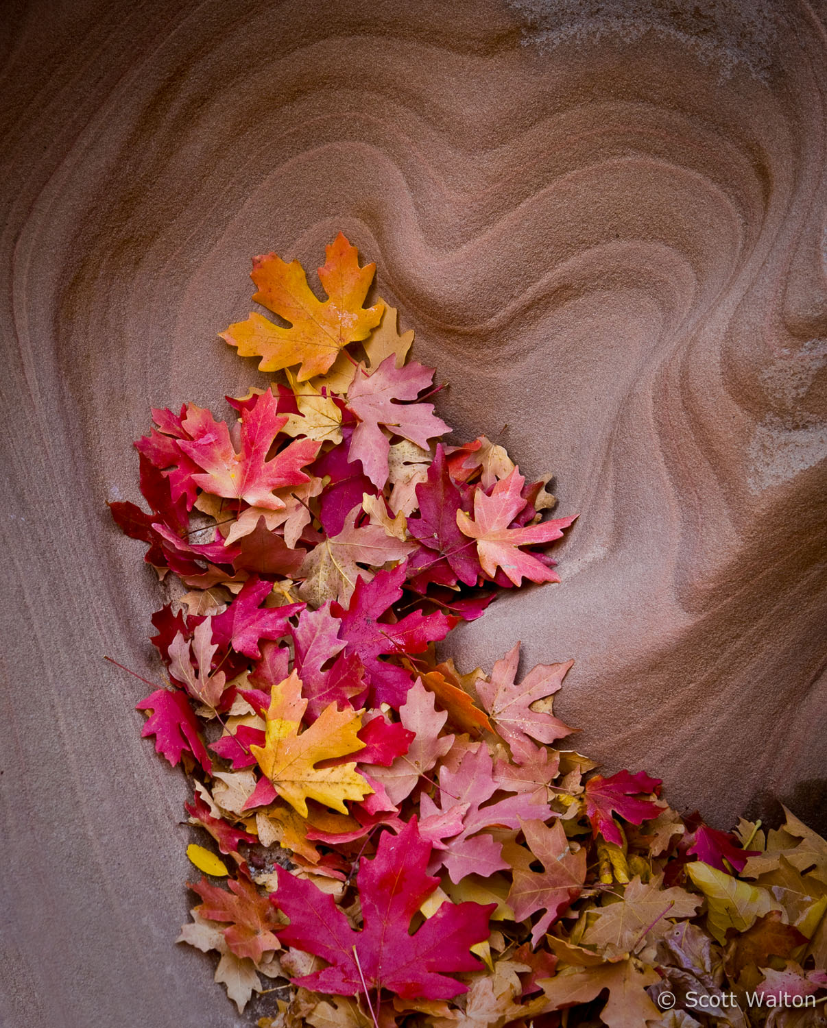 heart-shaped-alcove-autumn-leaves-zion-national-park-utah.jpg