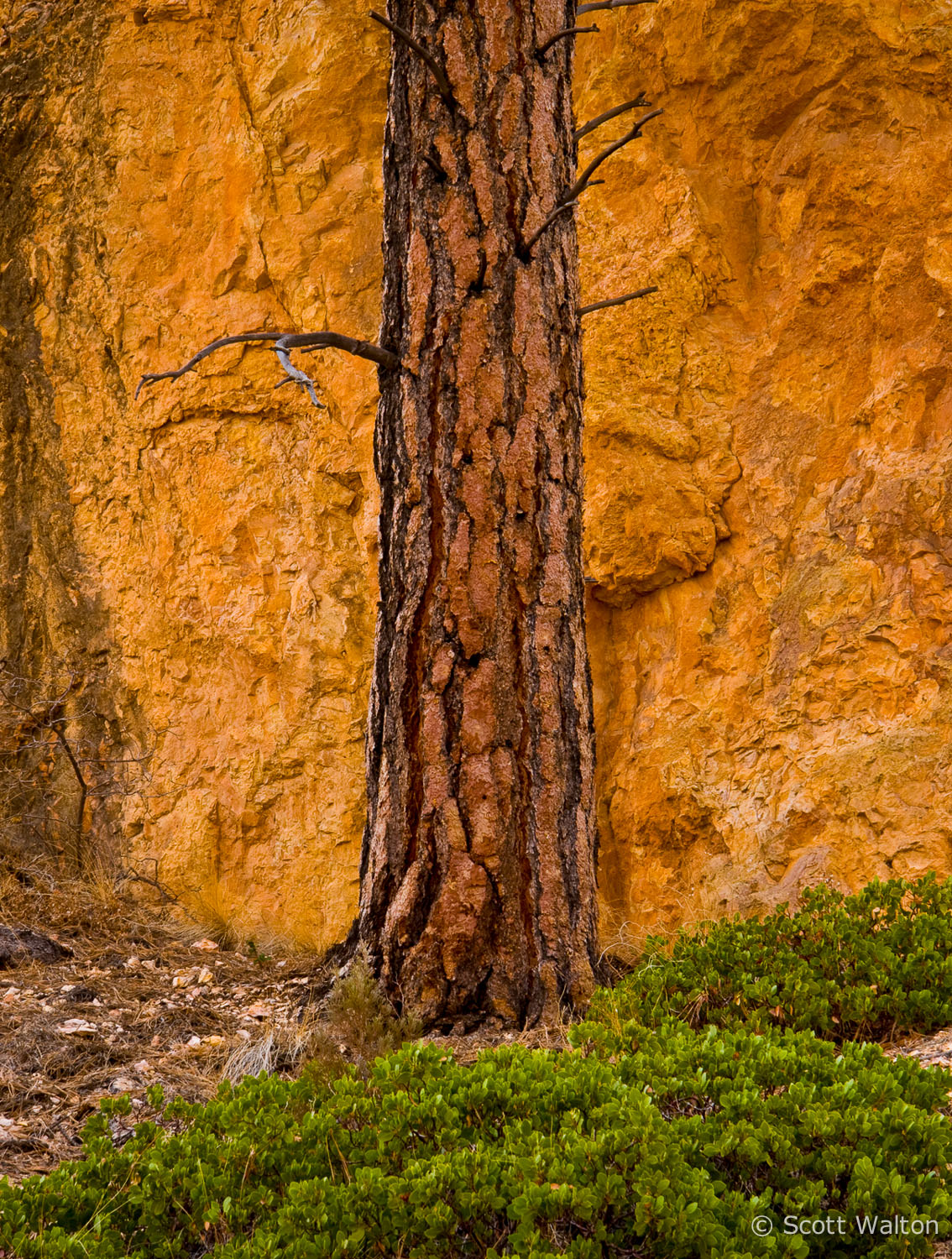 pine-and-wall-bryce-canyon-national-park-utah.jpg