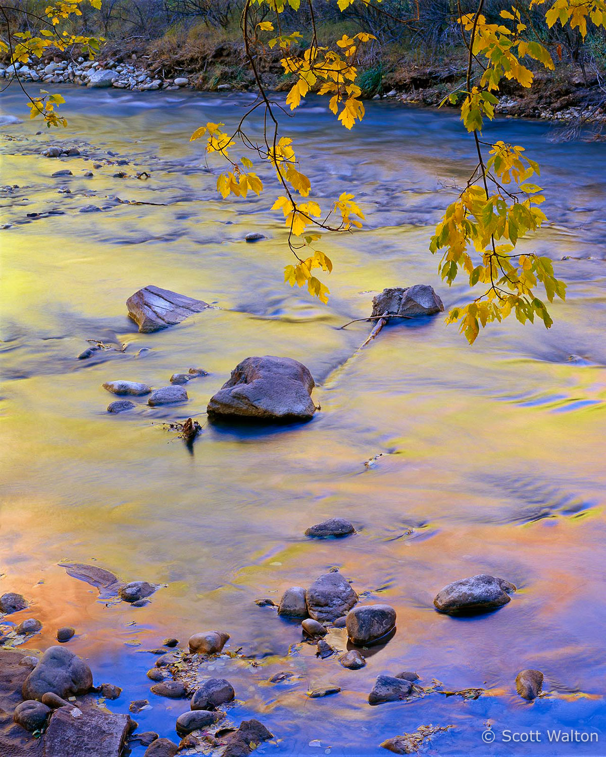 reflections-fall-color-virgin-river-sinawava-zion-national-park-utah-v2.jpg