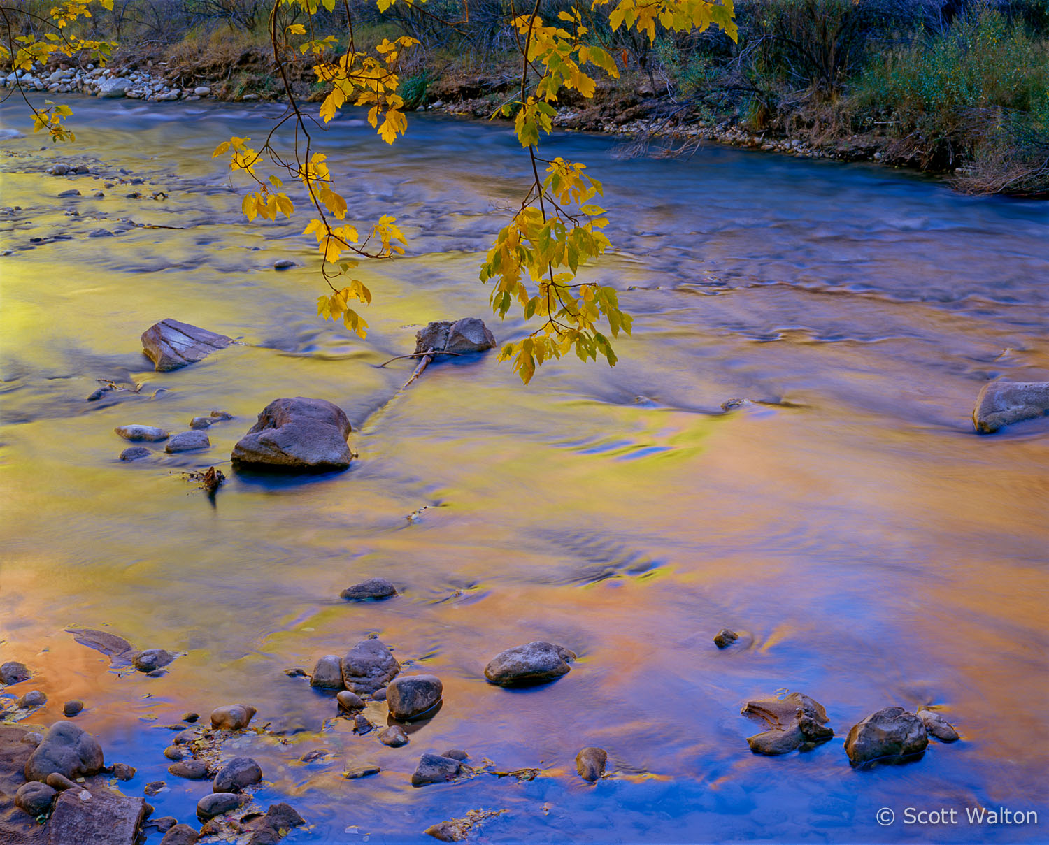 reflections-fall-color-virgin-river-sinawava-zion-national-park-utah.jpg