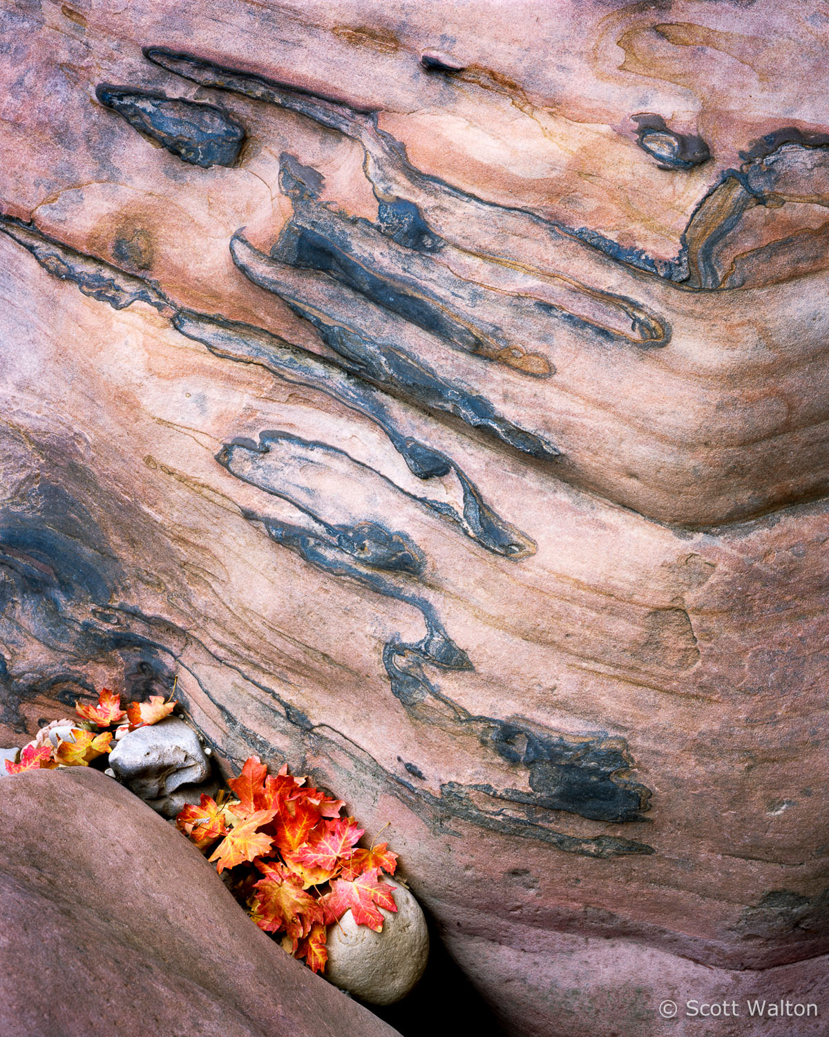 stone-pattern-autumn-leaves-zion-national-park-utah.jpg