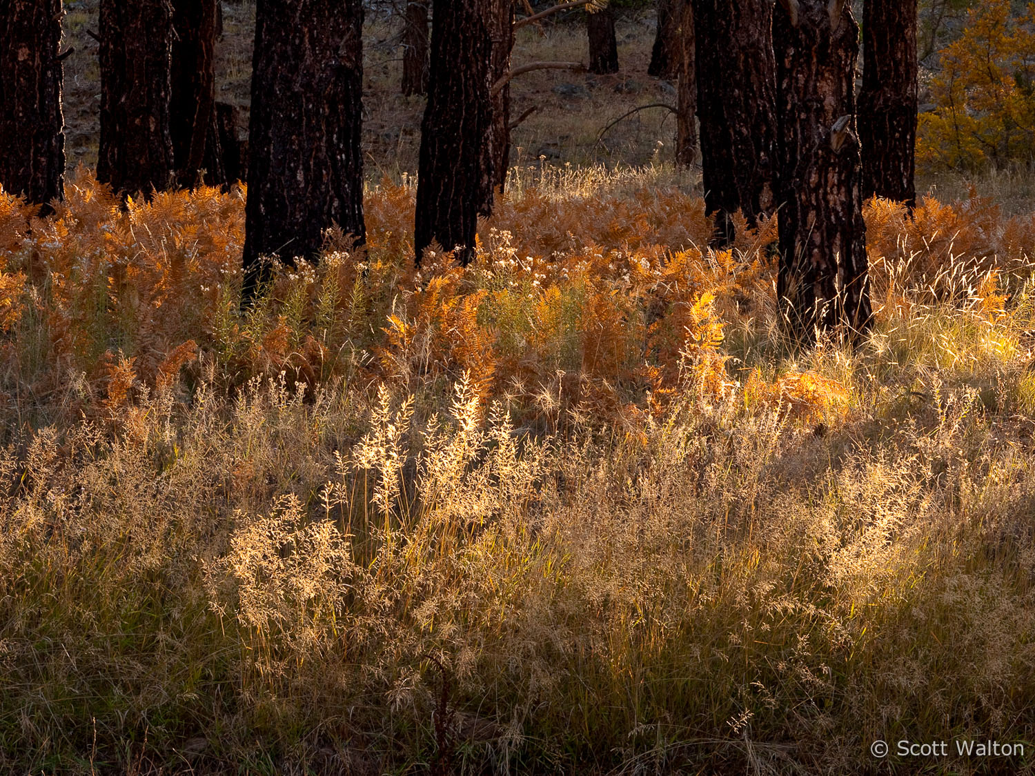 sunlit-forest-detail-wildcat-canyon-trail-zion-national-park-utah.jpg