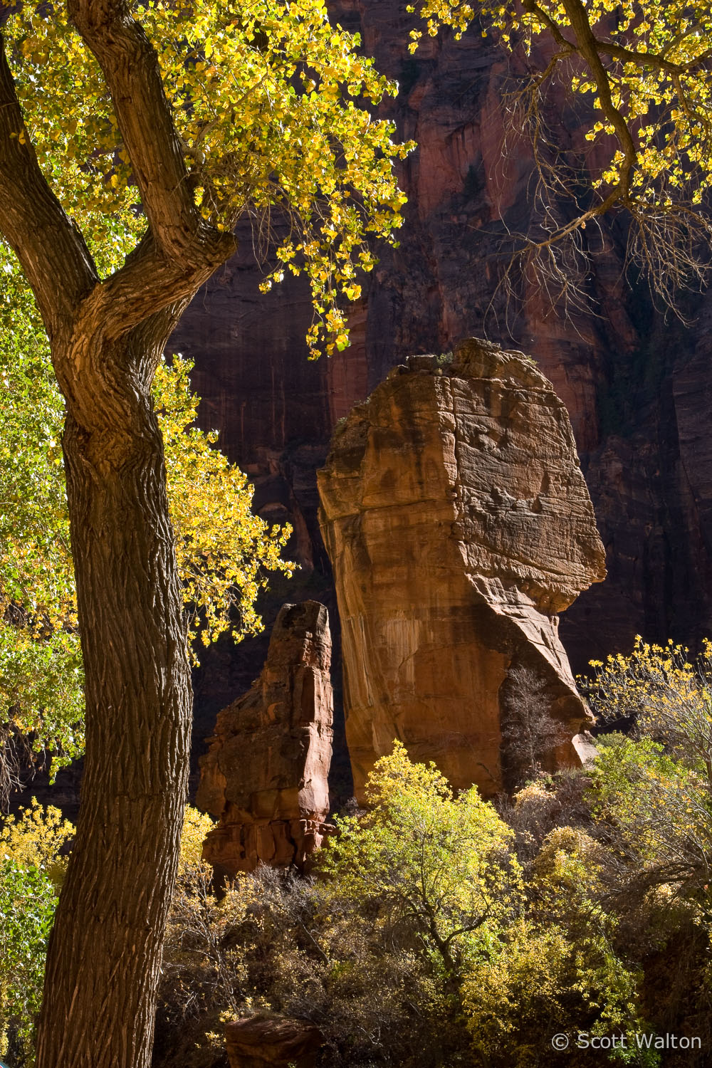 the-pulpit-cottonwood-fall-sinawava-zion-national-park-utah.jpg