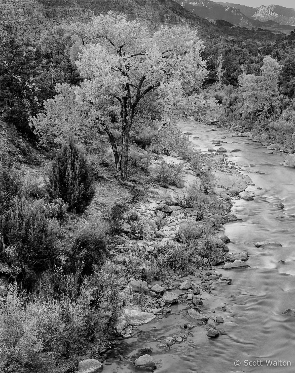 virgin-river-cottonwood-zion-national-park-utah.jpg