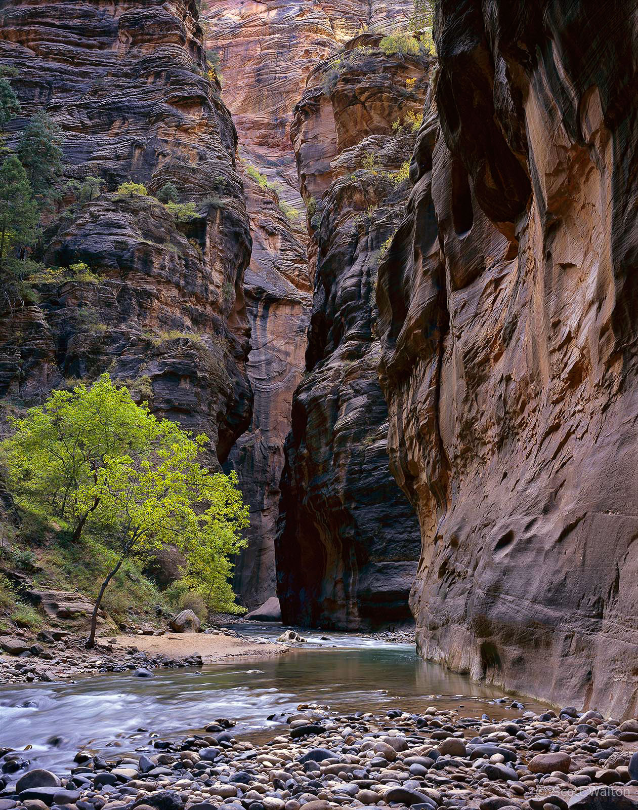 virgin-river-green-foliage-the-narrows-zion-national-park-utah-v2.jpg