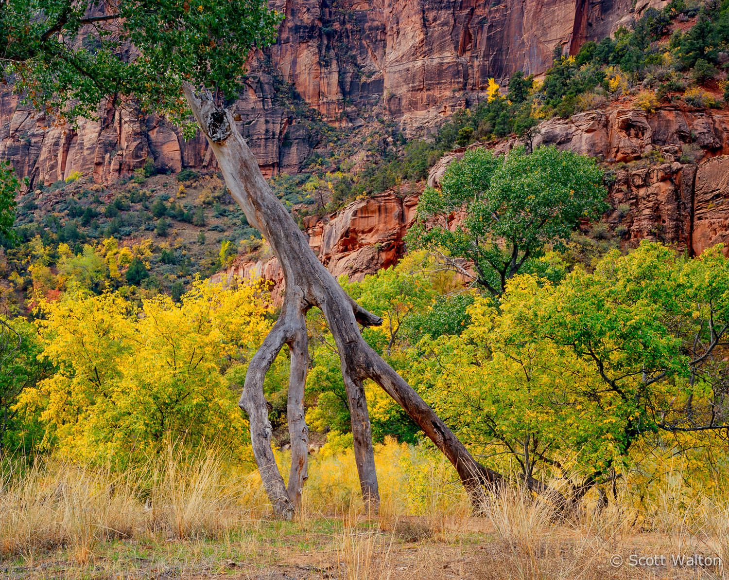 Zion / Bryce Scott Walton Photographs Landscape and Nature Photography