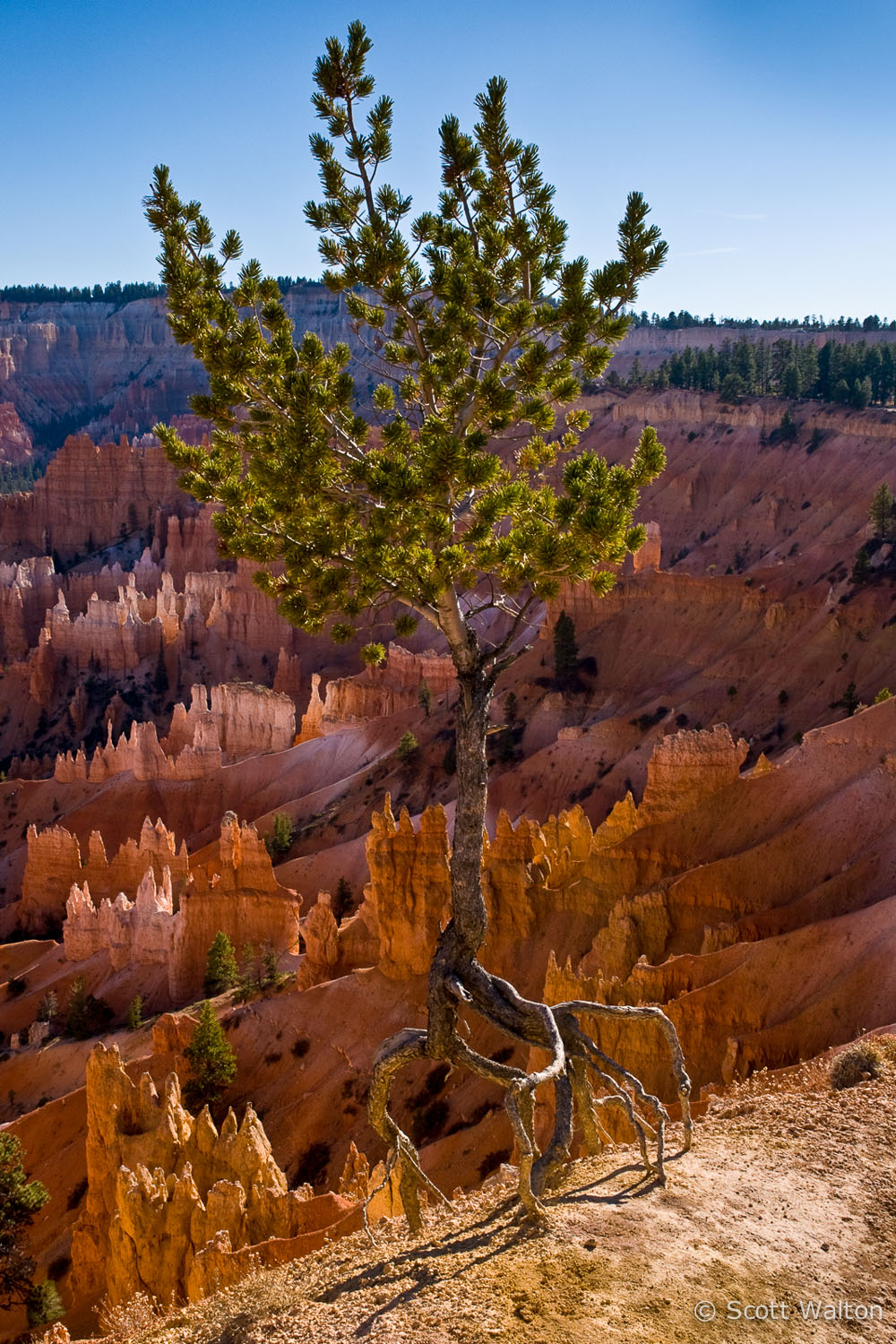 walking-tree-rim-bryce-canyon-national-park-utah.jpg