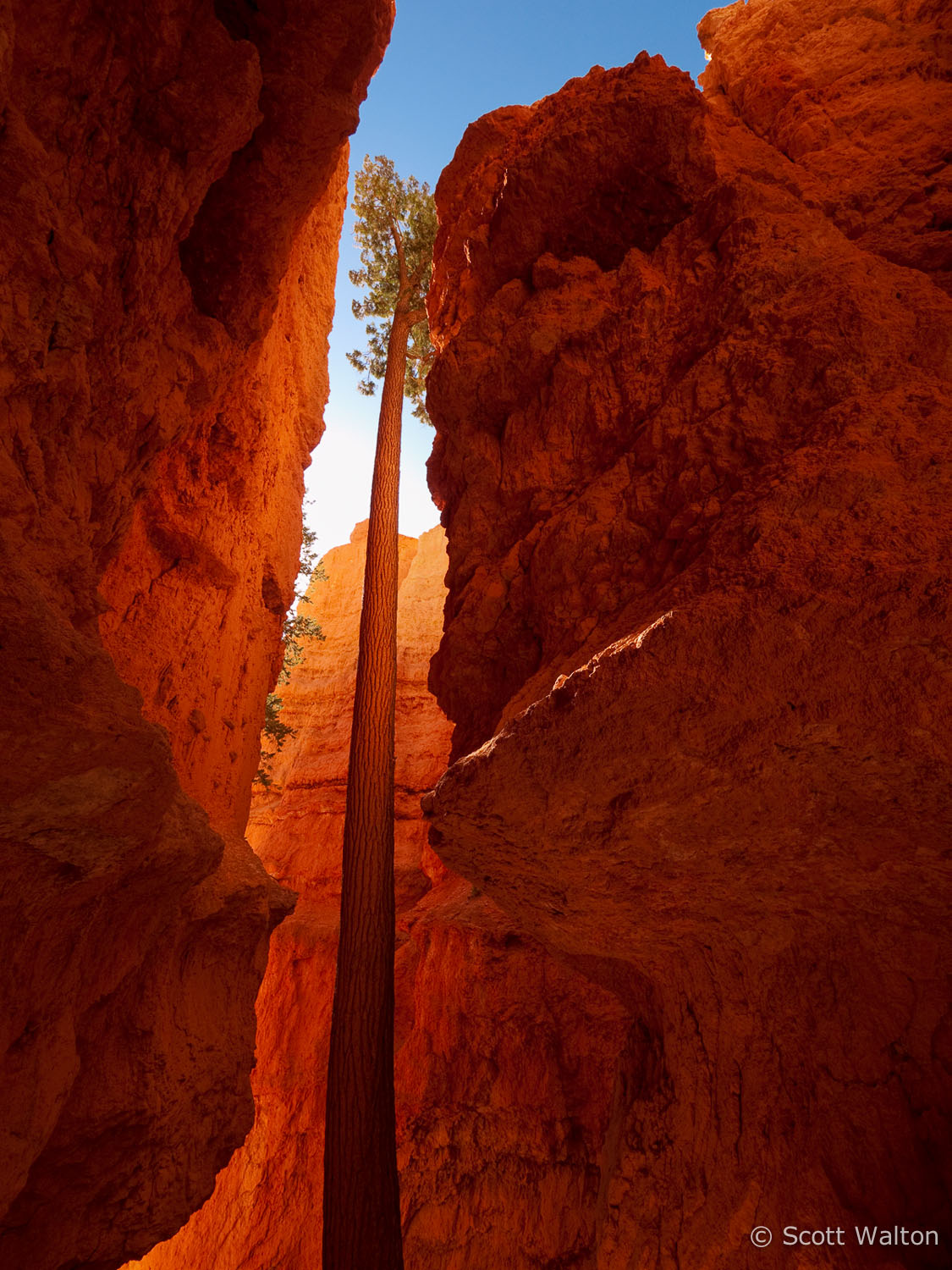 wall-street-tree-bryce-canyon-national-park-utah.jpg