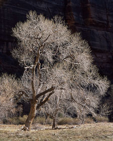 Zion-MainCyn-BacklitTreeBigBend-provia100.jpg