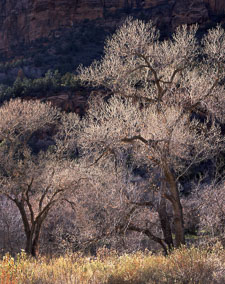 Zion-MainCyn-BacklitTreesNearLodge-provia100.jpg