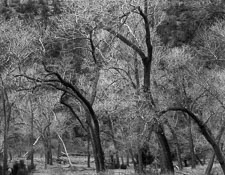 Zion-MainCyn-CurvedTreesNearLodge-tmax100.jpg