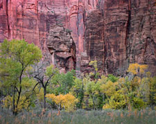 Fall at the Temple of Sinawava ZionPulpitFallColor-homescanNPS.jpg