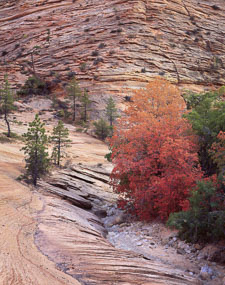 Evening Light ZionWashColorfulTreeOpenWashLeadingLines-homescan.jpg