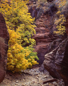 ZionWashFallTreeInWashTransitionalColor-homescanVelvia.jpg