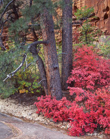 ZionWashPetroglyphCyn3PinesMaples-homescan-Velvia.jpg