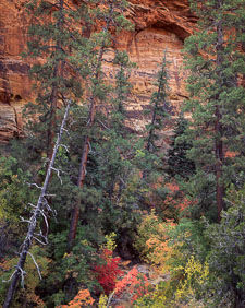 Glowing Wall and Pines ZionWashSilverySnagArchFallColor.jpg