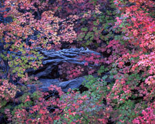 ZionWashTangleOfBranchesFallColor.jpg