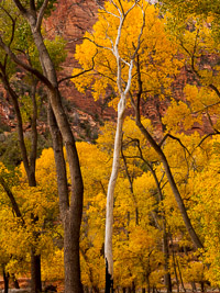 Fall Color; Zion National Park, Utah autumn-color-forest-zion-national-park-utah.jpg