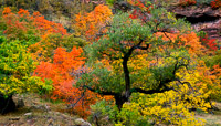 autumn-color-pano-zion-national-park-utah.jpg