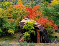 autumn-color-rock-zion-national-park-utah.jpg