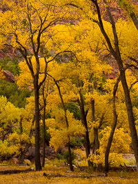 Fall Color; Zion National Park, Utah autumn-color2-forest-zion-national-park-utah.jpg