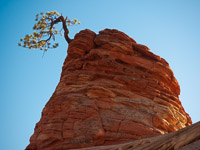 clinging-to-life-zion-national-park-utah.jpg