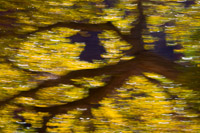 cottonwood-motion-blur-zion-national-park-utah.jpg
