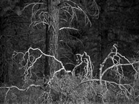 Forest Detail forest-detail-wildcat-canyon-trail-zion-national-park-utah.jpg