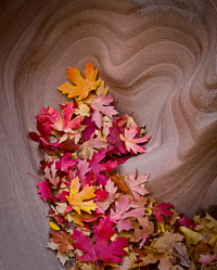 heart-shaped-alcove-autumn-leaves-zion-national-park-utah.jpg