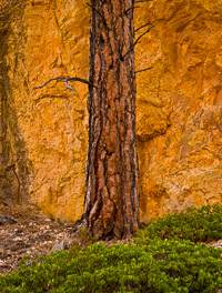 pine-and-wall-bryce-canyon-national-park-utah.jpg