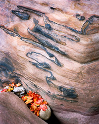 stone-pattern-autumn-leaves-zion-national-park-utah.jpg