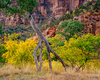 walking-tree-fall-color-zion-national-park-utah.jpg