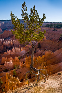 walking-tree-rim-bryce-canyon-national-park-utah.jpg