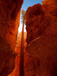 The Wall Street section of Bryce Canyon National Park, Utah wall-street-tree-bryce-canyon-national-park-utah.jpg