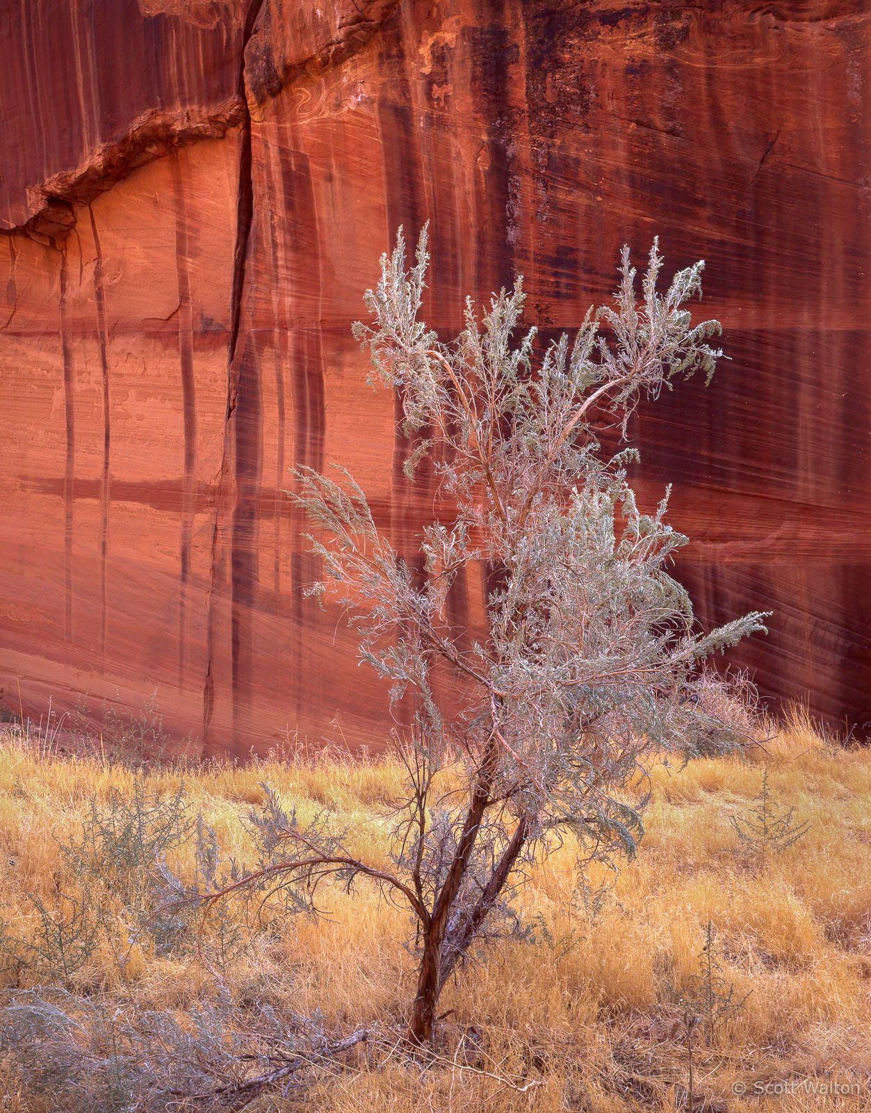 BuckskinGulchShrubGlowingWall-Homescan-Velvia.jpg