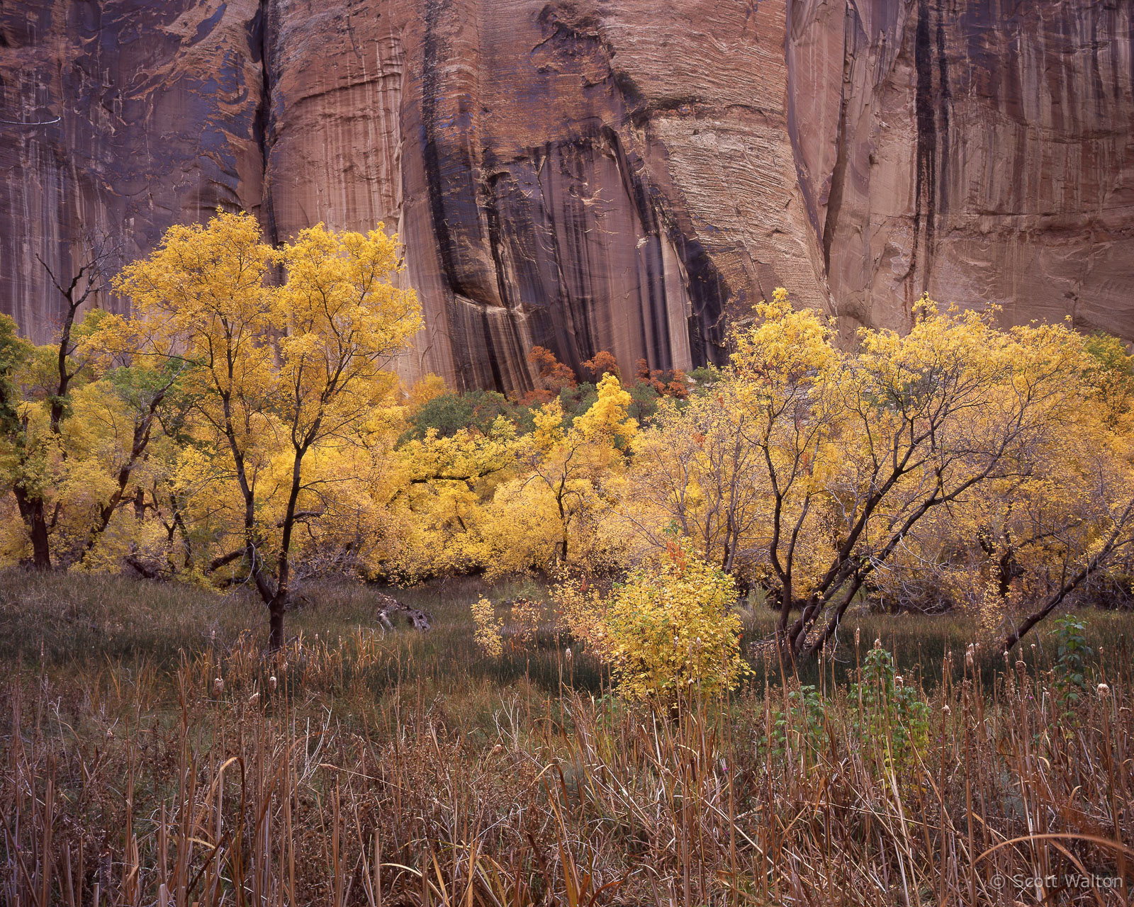 CapitolReefFallCottonwoods-Reeds-provia100.jpg