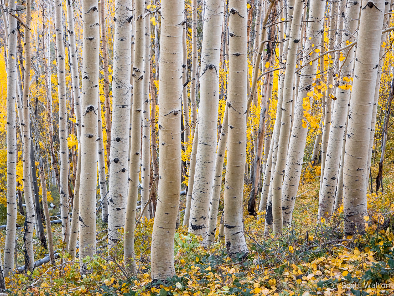 aspen-forest-boulder-mountain-utah.jpg