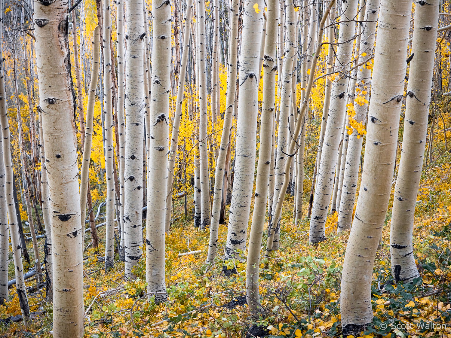 aspen-forest2-boulder-mountain-utah.jpg
