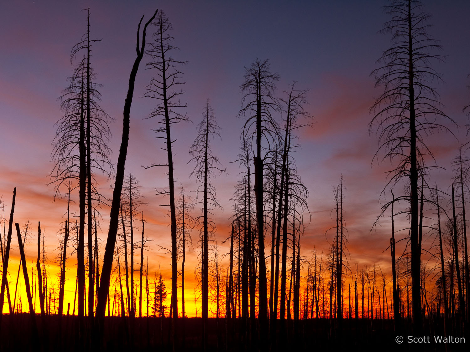 burned-forest-sunset-grand-canyon-national-park-arizona.jpg