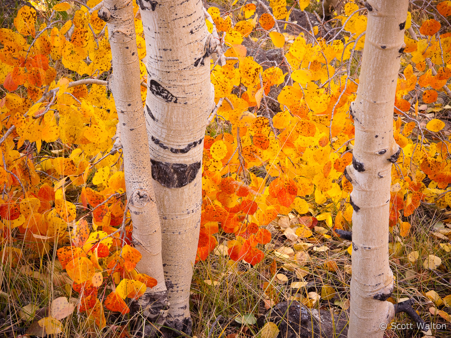 forest-floor-aspen-leaves-boulder-mountain-utah.jpg