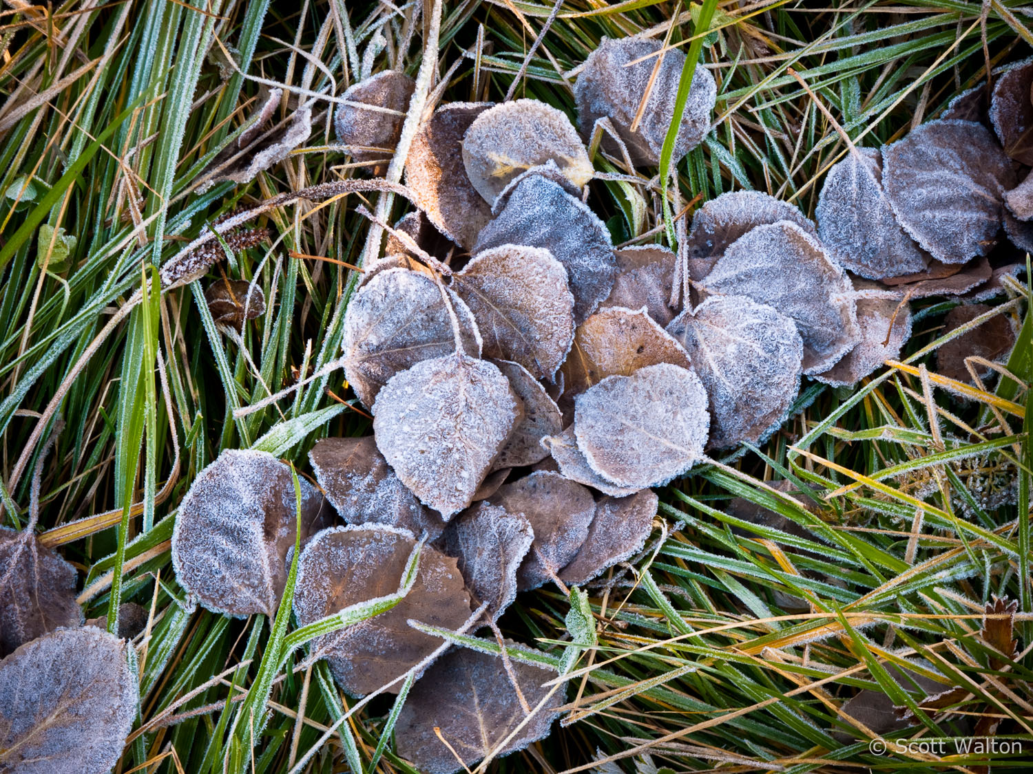 frosty-aspen-leaves-duck-creek-utah.jpg