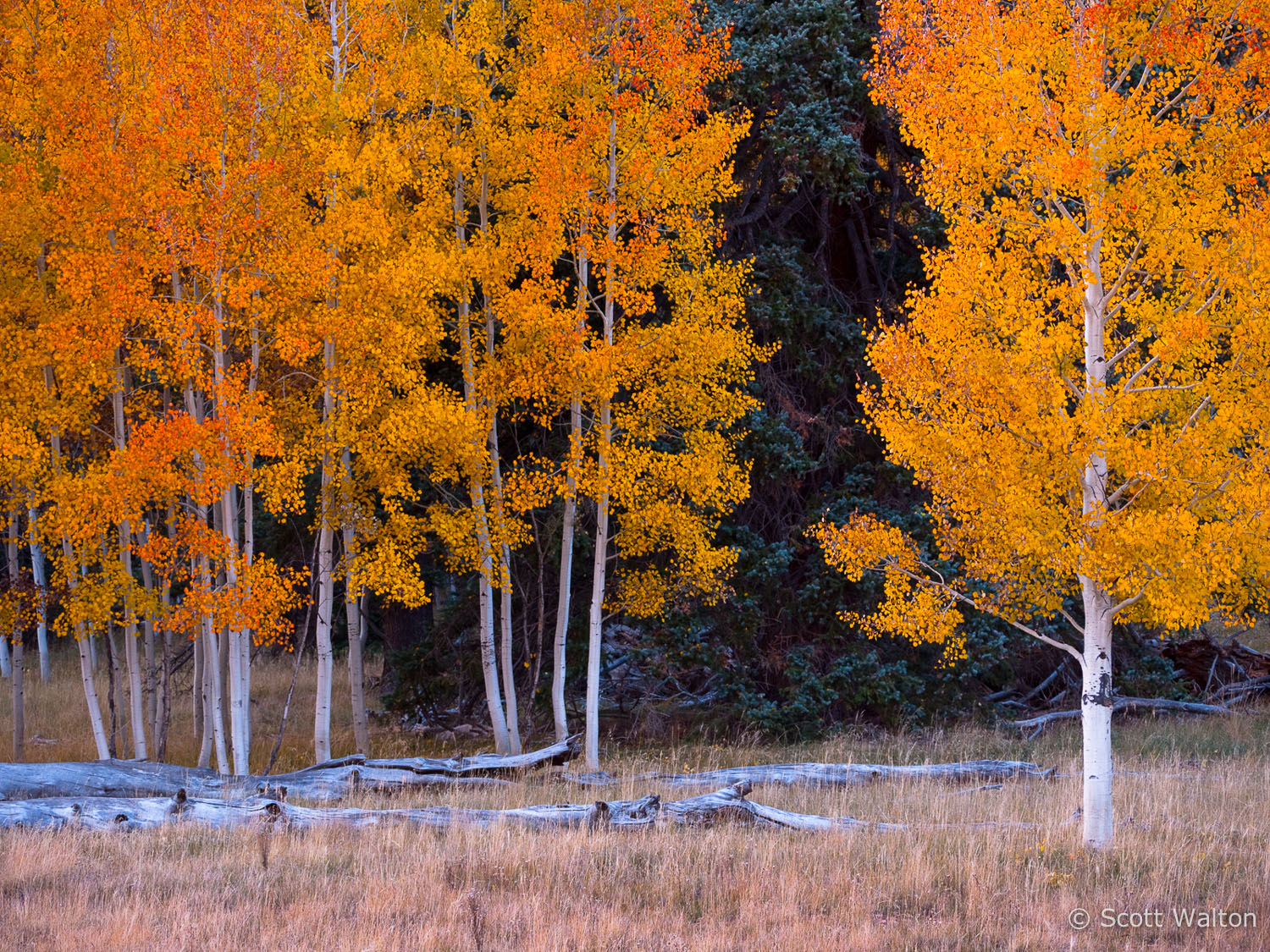 north-rim-aspen-glow2-grand-canyon-national-park-arizona.jpg