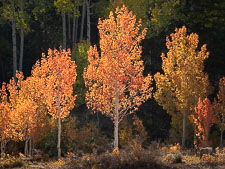 Autumn Wardrobe _IMG7316.jpg