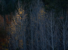 Aspen Last Light _IMG7335.jpg